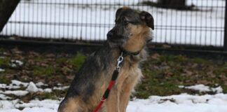 „Große Beine, großes Herz: Jungspund Emile sucht Stabilität für den Weg ins Leben