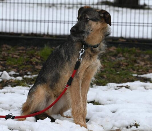 „Große Beine, großes Herz: Jungspund Emile sucht Stabilität für den Weg ins Leben