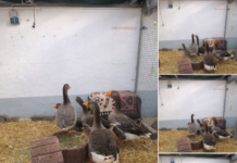 Fünf Prachtgänse suchen Wiese mit Familienanschluss