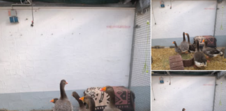 Fünf Prachtgänse suchen Wiese mit Familienanschluss