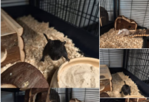 Auf die Plätze, fertig, Rennmaus! Hubie und seine Freunde suchen ein neues Revier.