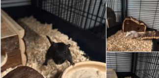 Auf die Plätze, fertig, Rennmaus! Hubie und seine Freunde suchen ein neues Revier.