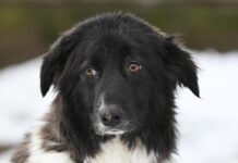 Sprotte: Junge Hündin sucht Sicherheit und erfahrene Menschen