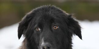 Sprotte: Junge Hündin sucht Sicherheit und erfahrene Menschen