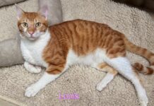 Traumpärchen auf Wohnungssuche!