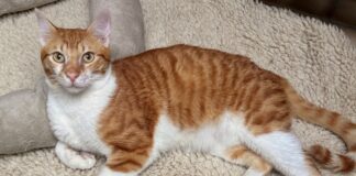 Traumpärchen auf Wohnungssuche!