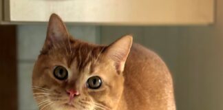 Sonnenschein auf der Suche nach seinen Menschen!