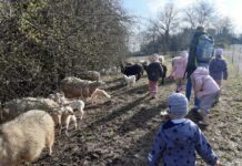 Besuch bei der Schafherde