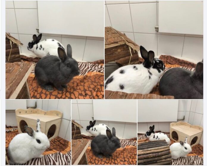 Screenshot 2026-03-02 055445