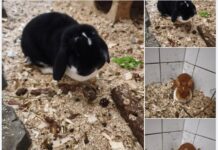 Ormi und ChiChi suchen ihr Revier