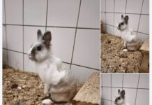 Isabel ist wieder da: Unser sanftes Kaninchenmädchen wartet auf ihre zweite Chance.