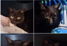 Unsichtbare Schönheit: Yami wartet auf ihre Chance