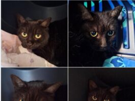 Unsichtbare Schönheit: Yami wartet auf ihre Chance