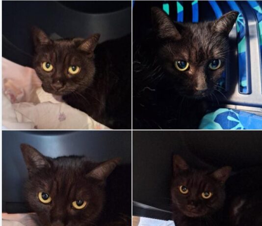 Unsichtbare Schönheit: Yami wartet auf ihre Chance