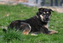 Power-Maus mit Potenzial: Asha sucht ein aktives Zuhause!