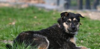 Power-Maus mit Potenzial: Asha sucht ein aktives Zuhause!