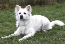 Kaya: Cremefarbene Einzelprinzessin mit Herz und Köpfchen