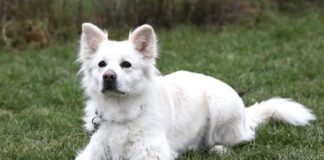 Kaya: Cremefarbene Einzelprinzessin mit Herz und Köpfchen