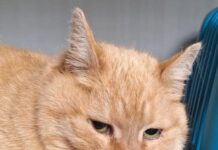 Leia – Ein sanfter Neuanfang für eine treue Seele