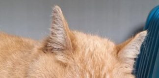 Leia – Ein sanfter Neuanfang für eine treue Seele