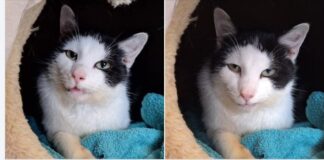 Alaaf: Der Kater, der den Karneval im Herzen trägt!