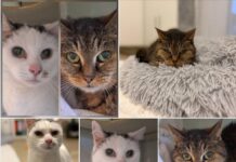 Senioren-Duo Flecki & Luna suchen ein ruhiges Plätzchen für den Lebensabend