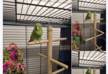 Klein, aber oho! Unsere Sugar sucht Anschluss im Schwarm