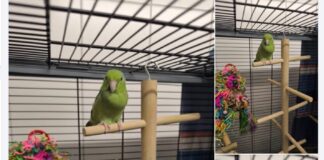 Klein, aber oho! Unsere Sugar sucht Anschluss im Schwarm