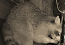 JHV der Jagdgenossenschaft Holzheim: “Das Holzheimer Revier ist mit Niederwild gut bestückt.“