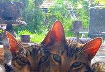 Sammy und Leo suchen Kuschelpartner!