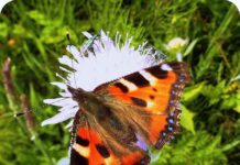 Helft den Insekten und Vögeln!