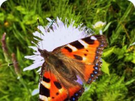 Helft den Insekten und Vögeln!