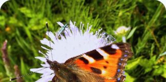 Helft den Insekten und Vögeln!