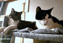 Katzenliebe for ever!