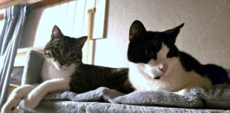 Katzenliebe for ever!