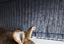 Zuhause gesucht: Akascha sucht ein Plätzchen in einer Kaninchengruppe