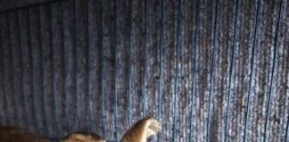 Zuhause gesucht: Akascha sucht ein Plätzchen in einer Kaninchengruppe