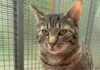Freundlich, neugierig, verspielt: EKH Arthur sucht Zweitkatzen-Plätzchen