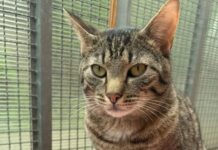 Freundlich, neugierig, verspielt: EKH Arthur sucht Zweitkatzen-Plätzchen