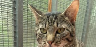 Freundlich, neugierig, verspielt: EKH Arthur sucht Zweitkatzen-Plätzchen