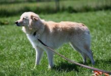 Großes Potenzial auf vier Pfoten: Bailey sucht seine Menschen!