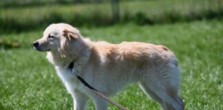 Großes Potenzial auf vier Pfoten: Bailey sucht seine Menschen!