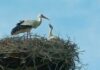 Storchennachwuchs im “Storchennest am Lückebach”
