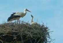 Storchennachwuchs im “Storchennest am Lückebach”