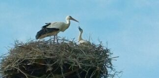 Storchennachwuchs im “Storchennest am Lückebach”