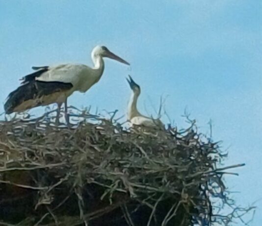 Storchennachwuchs im “Storchennest am Lückebach”