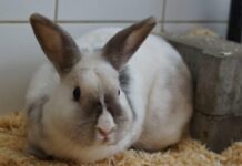 Monsieur – Ein Kaninchen mit Charakter und dem Wunsch nach Geborgenheit