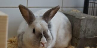 Monsieur – Ein Kaninchen mit Charakter und dem Wunsch nach Geborgenheit