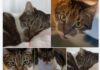 Pino: Ein Kater mit Charakter und einer Prise Eigensinn