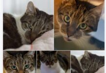Pino: Ein Kater mit Charakter und einer Prise Eigensinn